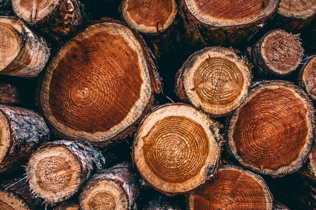 facts about teak