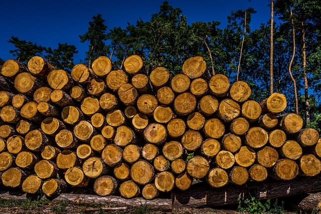 facts about teak